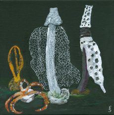 Phallus impudicus